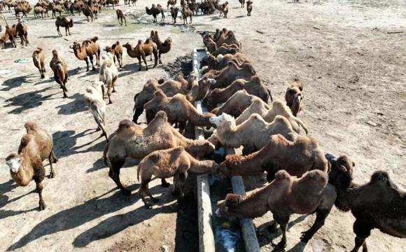 四中全會(huì)精神在基層  七師胡楊河市：戈壁灘上“駝”起致富夢(mèng)